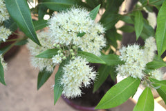 Essential Oil, Lemon Myrtle , 20ml